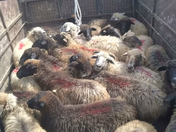 Sheep, Sheep