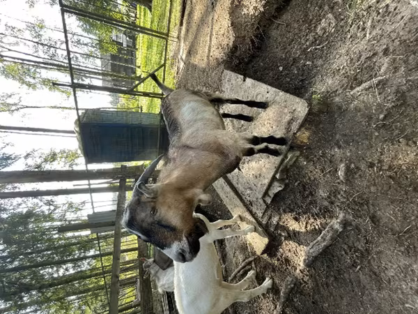 Cabro, LaMancha goats