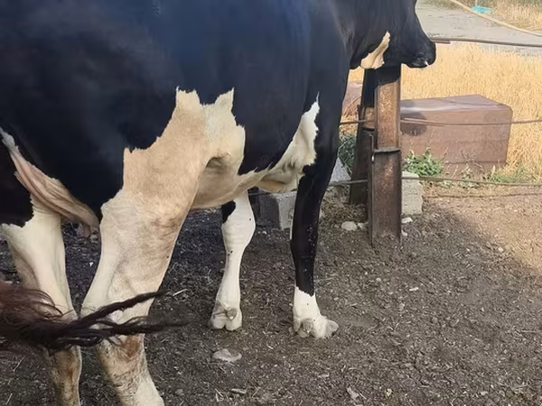 Cow, Russian Black pied cattle