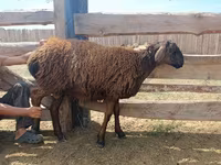 Carnero, Edilbay sheep — foto 7