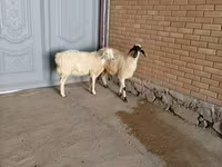 Ямааны ухна, Ямаа — 3 зураг