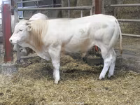 Bulle, Blonde d’Aquitane cattle — Foto 4