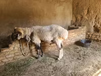 Carnero, Rhon sheep — foto 5