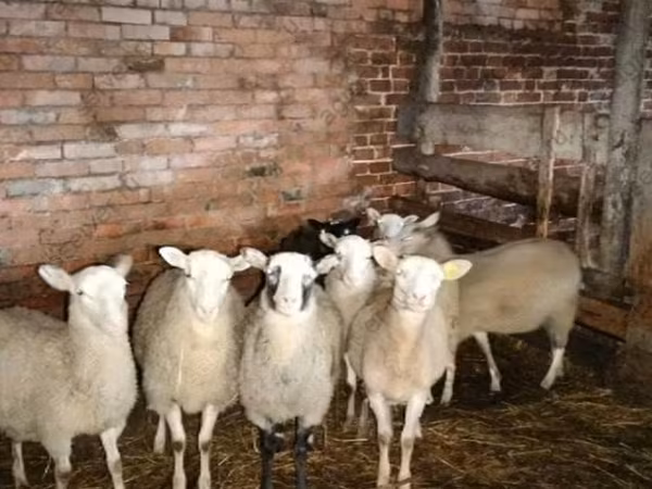 Carnero, Katum sheep