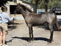 Stute, Rocky Mountain Horse — Foto 3