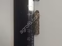Шрот подсолнечный гранулированный — photo 1