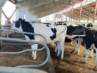 Vaca, Raza Holstein — foto 7