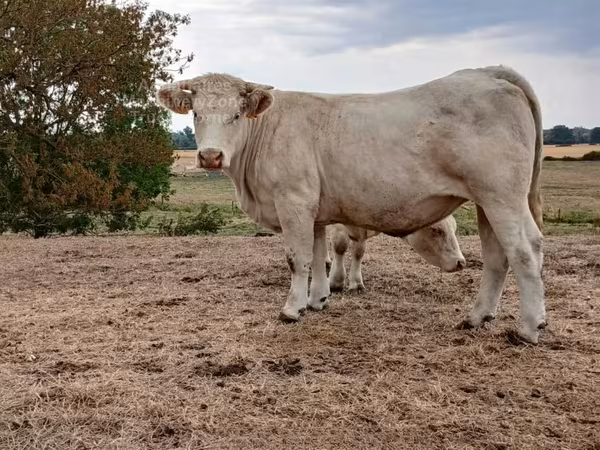 Үнээ, Charolais cattle