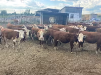Үнээ, Swiss cattle — 4 зураг