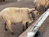 كبش, Hampshire sheep — الصورة 1
