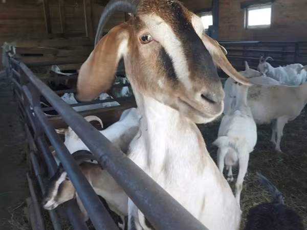 Goat, Nubian Goat