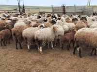 نعجة, Katum sheep — الصورة 7
