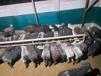 Carnero, Ovejas — foto 4