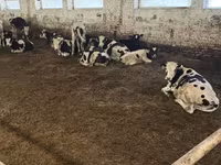 Bulle, Russian Black pied cattle — Foto 5