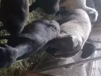 كبش, Rhon sheep — الصورة 3