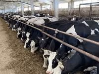 Vaca, Raza Holstein — foto 3