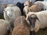 Oveja, Tian-Shan semifinewool sheep — foto 7