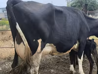 Vaca, Russian Black pied cattle — foto 6