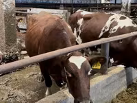 Vaca, Raza Holstein — foto 4