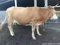 Vaca, Ganado vacuno — foto 2