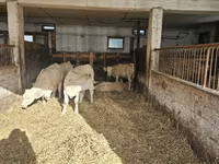 母牛, Charolais cattle — 照片 6