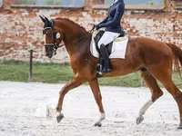 Hengst, Friesian sport horse — Foto 2