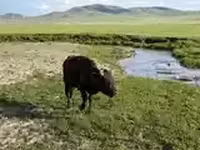 ثور, الماشية — الصورة 6