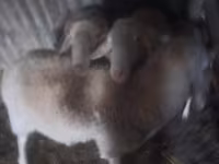 Хуц, Assaf sheep — 1 зураг