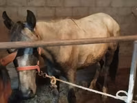 Horse (M), Horse breed — photo 4