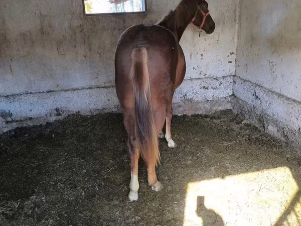Horse (M), Thoroughbred horse