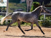 Yegua, Caballos — foto 3