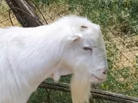 公山羊, LaMancha goats — 照片 1