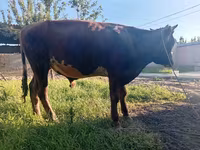 Bull, Cattle — photo 1