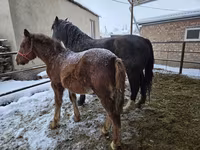 Mare, Horses — photo 2