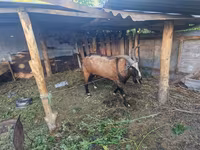 Cabro, LaMancha goats — foto 2