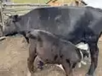 Cow, Cattle — photo 6