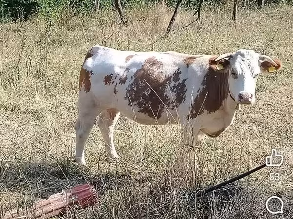 Bull, Cattle