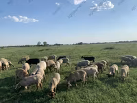 Carnero, Kuibyshev sheep — foto 2
