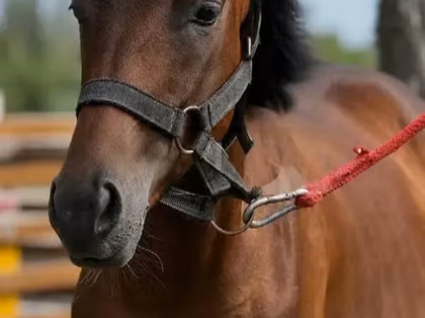 公马, Anglo-Arabian