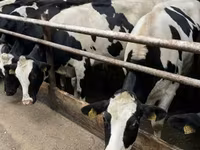 Vaca, Raza Holstein — foto 2