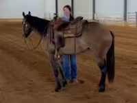 Mare, Quarter Horse — photo 7