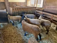 نعجة, Baerchuke sheep — الصورة 4