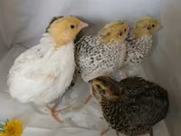 Quails — 7 зураг