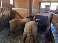 نعجة, Baerchuke sheep — الصورة 1