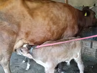 Үнээ, Red Estonian cattle — 4 зураг