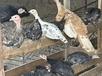 Turkeys — الصورة 2