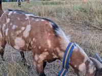 Cabro, Nubian Goat — foto 1
