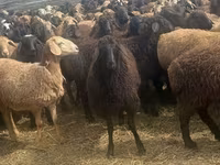 Carnero, Edilbay sheep — foto 4