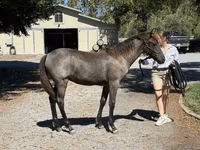 Stute, Rocky Mountain Horse — Foto 8