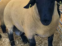 Carnero, Dorper sheep — foto 1